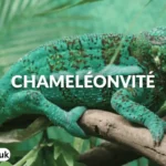 chameleónovité