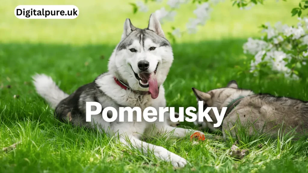 pomerusky
