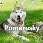pomerusky